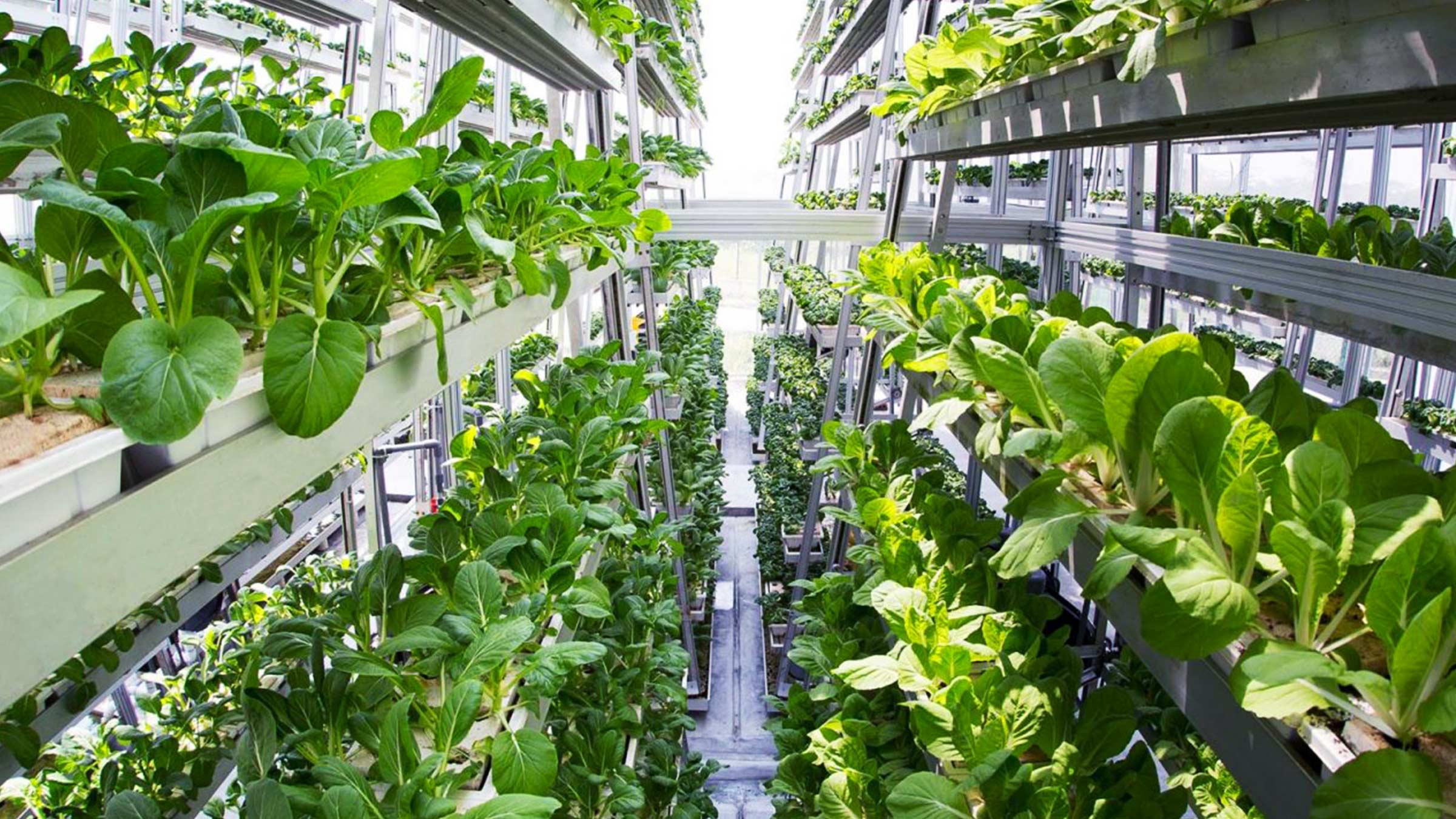 Vertical Farming: Growing crops indoors on vertically stacked layers. Artificial lighting, no soil, water with nutrients, no herbicides or insecticides. The future of agriculture?