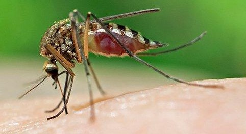 Vector: There are mosquitoes, ticks and sandflies that can carry infectious diseases.