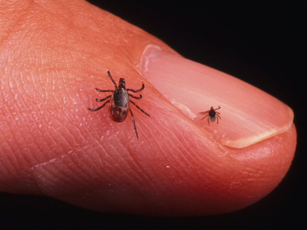 Lyme: Tick-borne and bacterial, Lyme disease is spreading around the world as the climate warms.