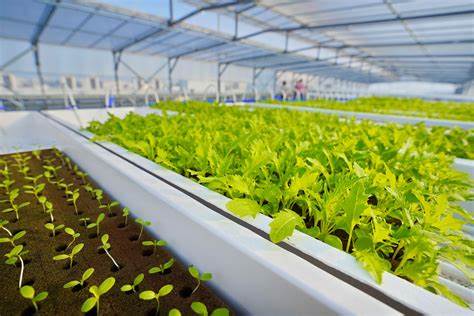 Urban Farming: Farming close to urban centres is being fueled by climate change.